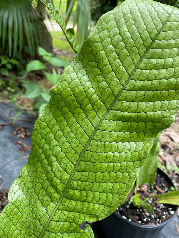 microsorum-musifolium-crocodile-fern-crocodylus-fern
