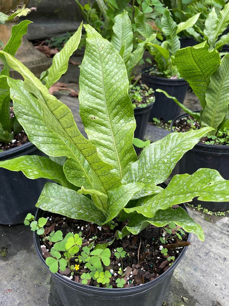 microsorum-musifolium-crocodile-fern-crocodylus-fern