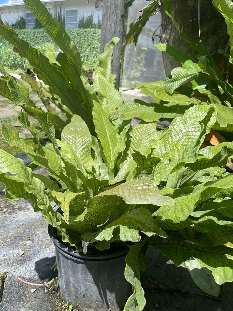 microsorum-musifolium-crocodile-fern-crocodylus-fern