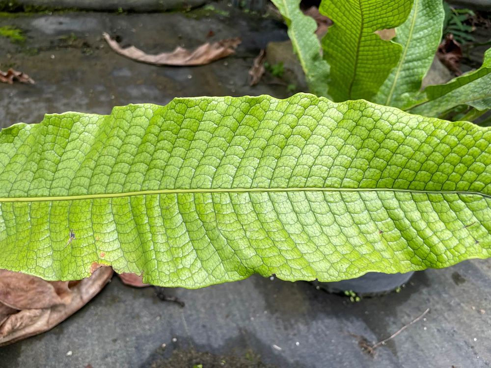microsorum-musifolium-crocodile-fern-crocodylus-fern