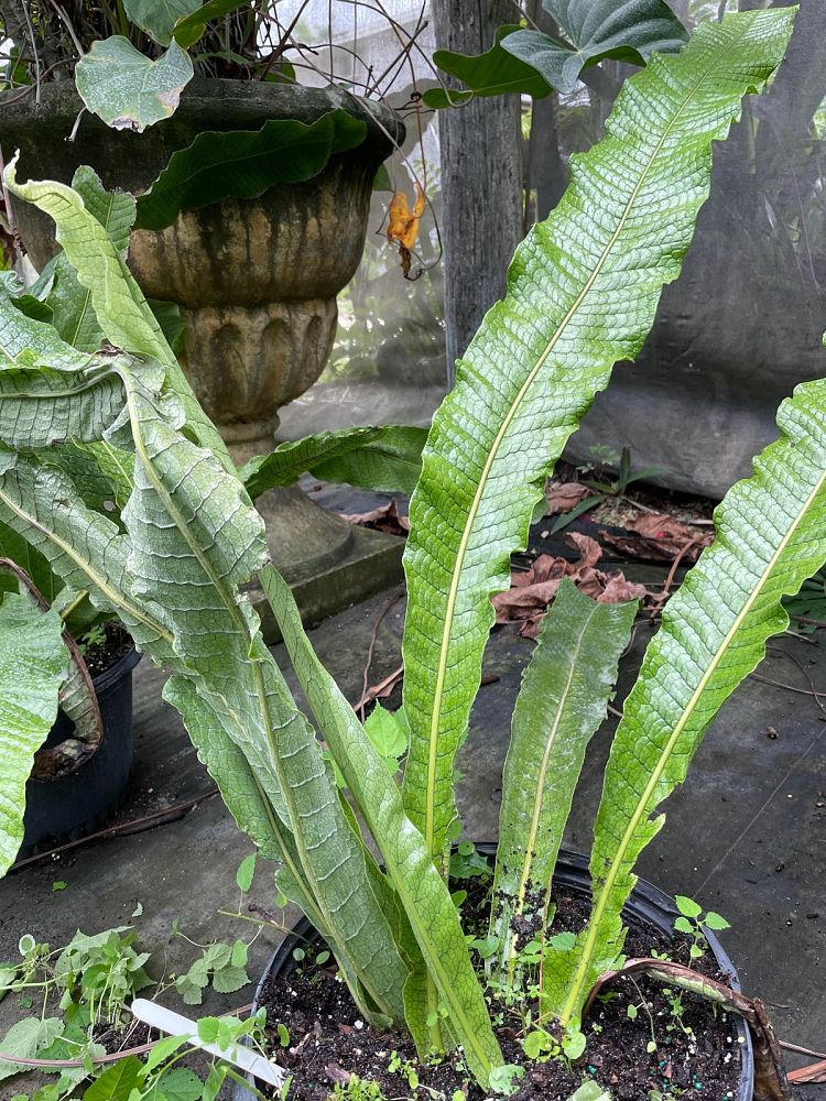 microsorum-musifolium-crocodile-fern-crocodylus-fern