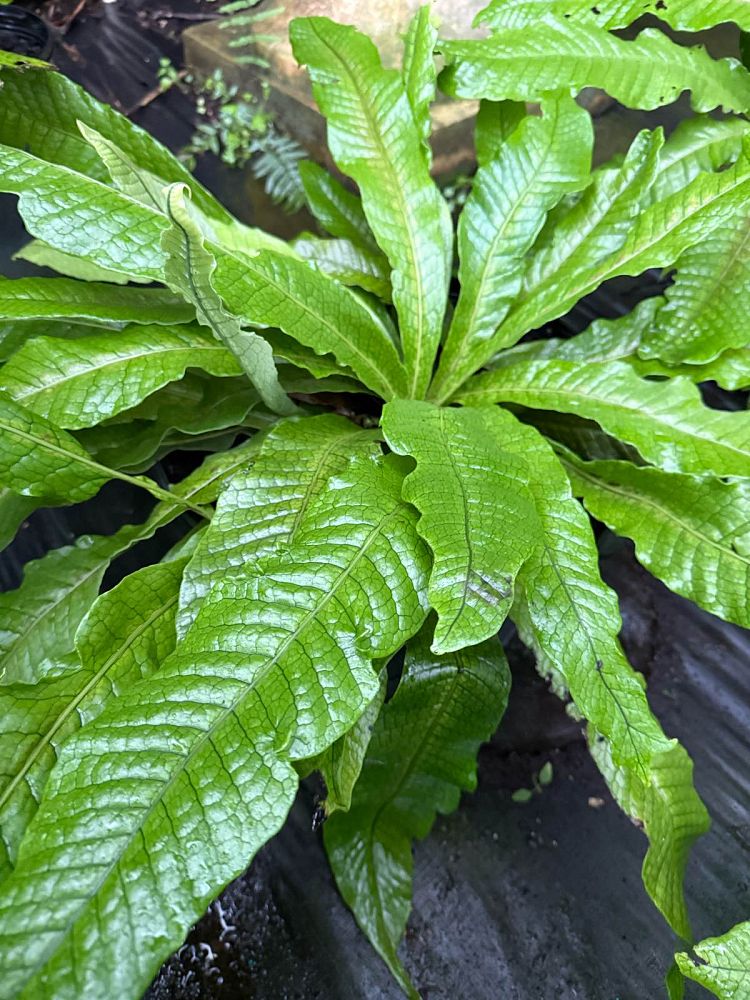 microsorum-musifolium-crocodile-fern-crocodylus-fern