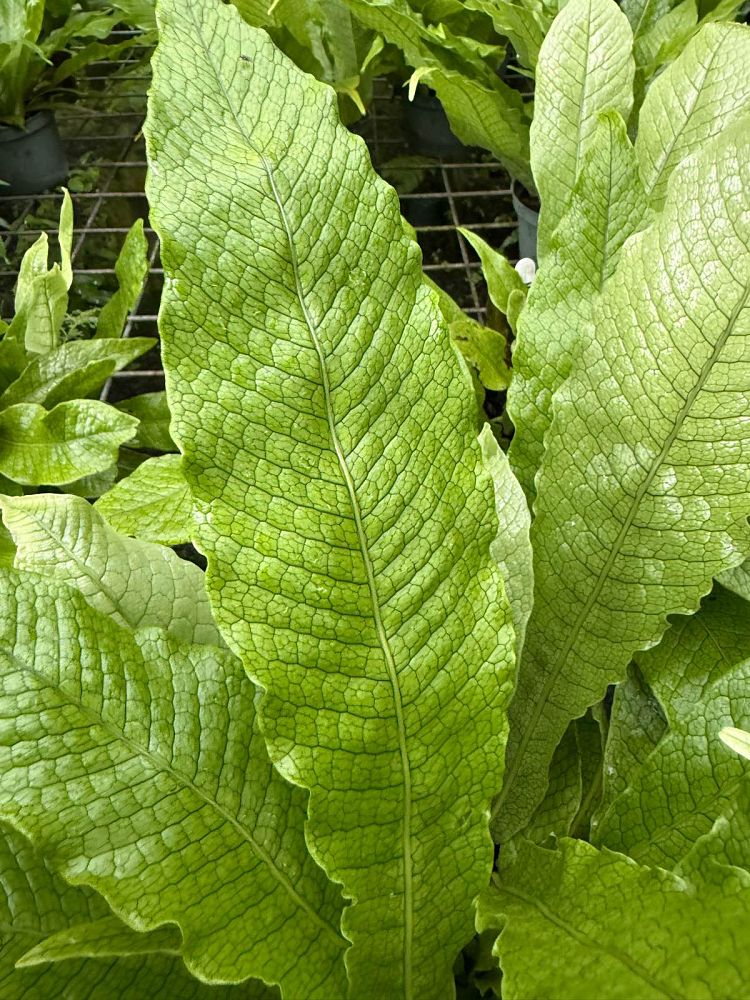 microsorum-musifolium-crocodile-fern-crocodylus-fern
