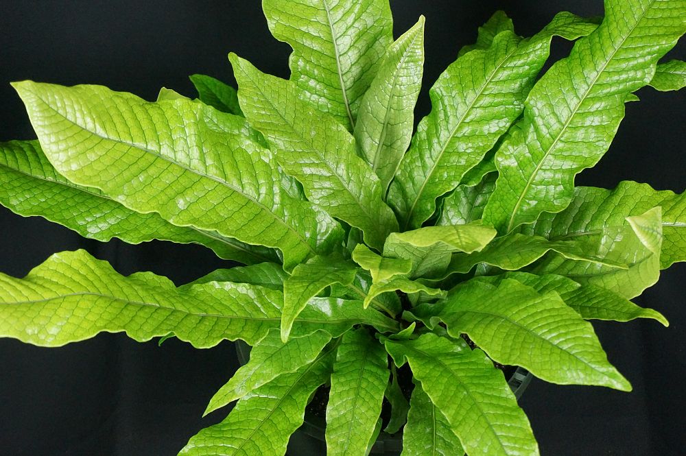 microsorum-musifolium-crocodile-fern-crocodylus-fern