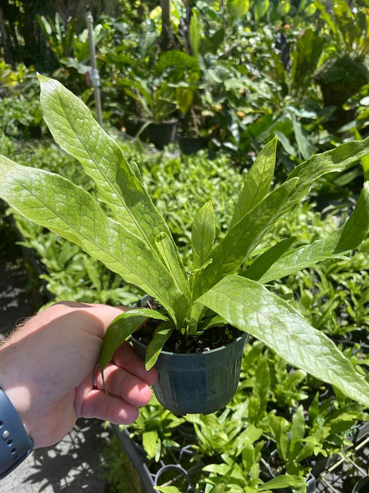 microsorum-musifolium-crocodile-fern-crocodylus-fern