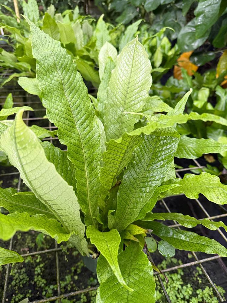 microsorum-musifolium-crocodile-fern-crocodylus-fern