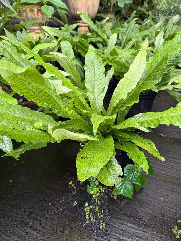 microsorum-musifolium-crocodile-fern-crocodylus-fern