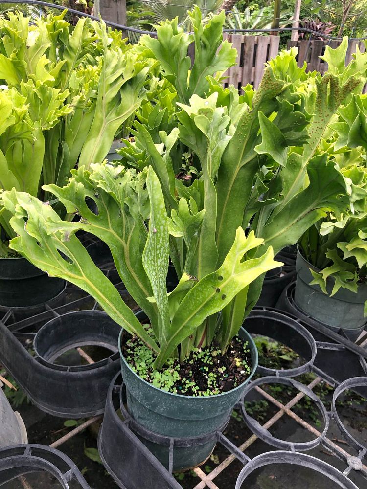 microsorum-punctatum-climbing-birds-nest-fern