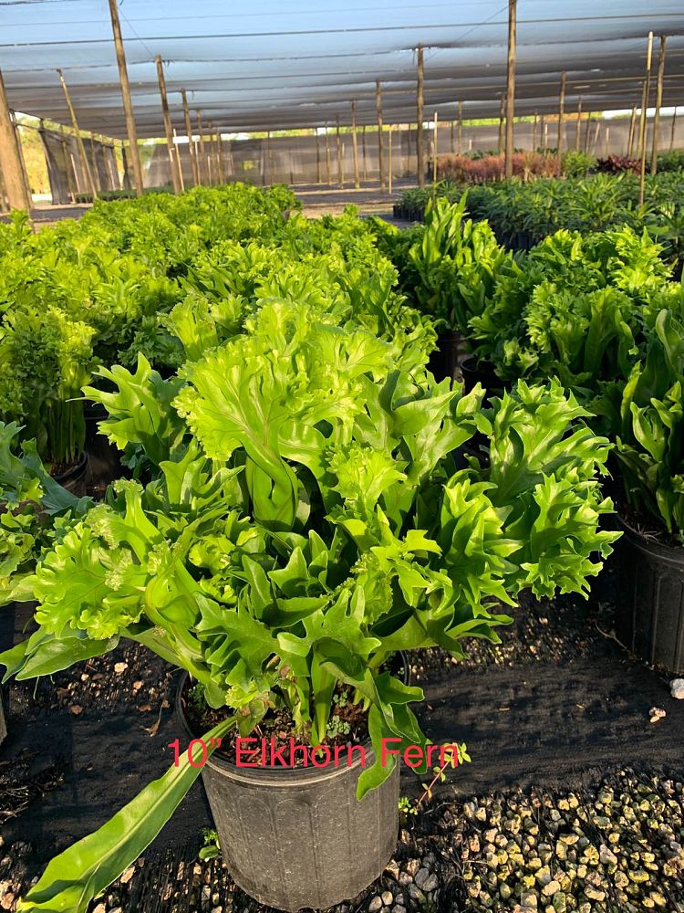 microsorum-punctatum-grandiceps-elkhorn-fern