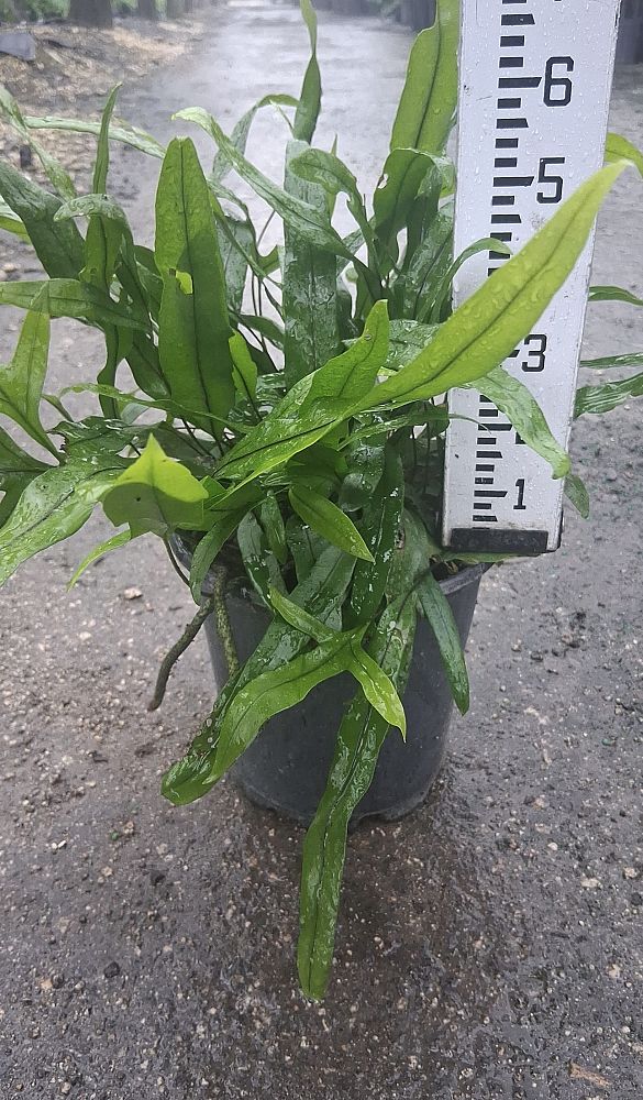 microsorum-pustulatum-kangaroo-fern