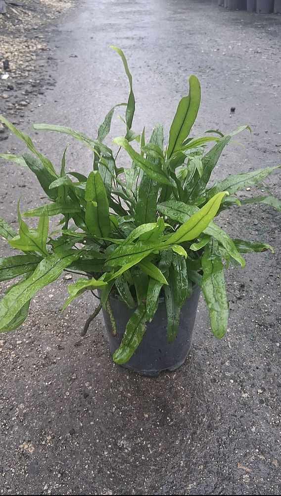 microsorum-pustulatum-kangaroo-fern