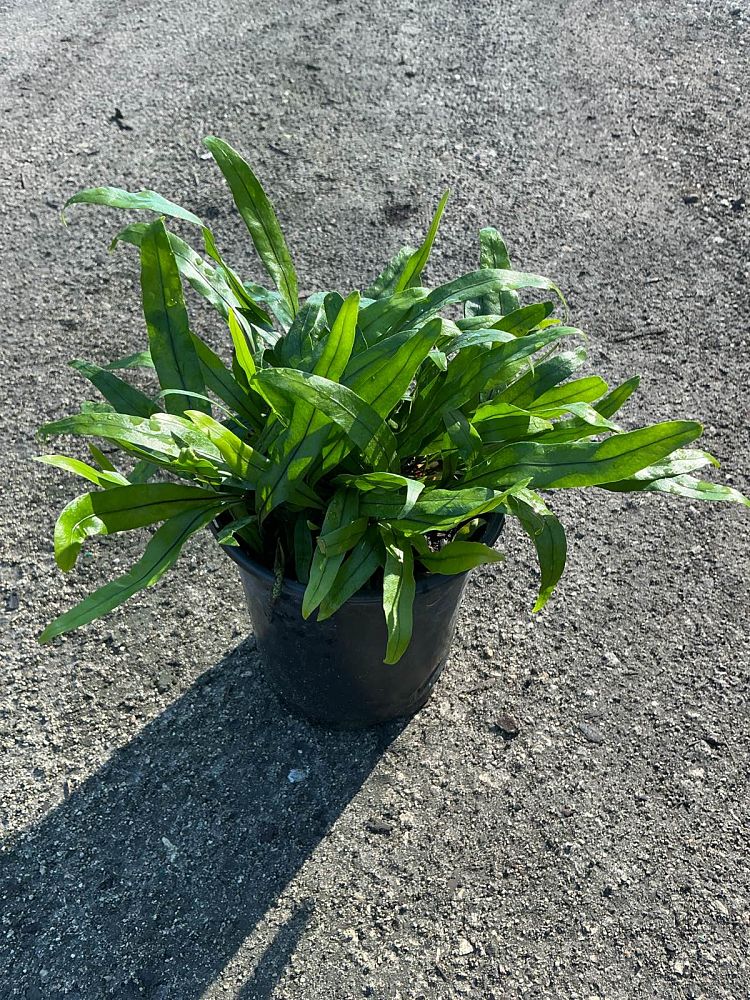 microsorum-pustulatum-kangaroo-fern