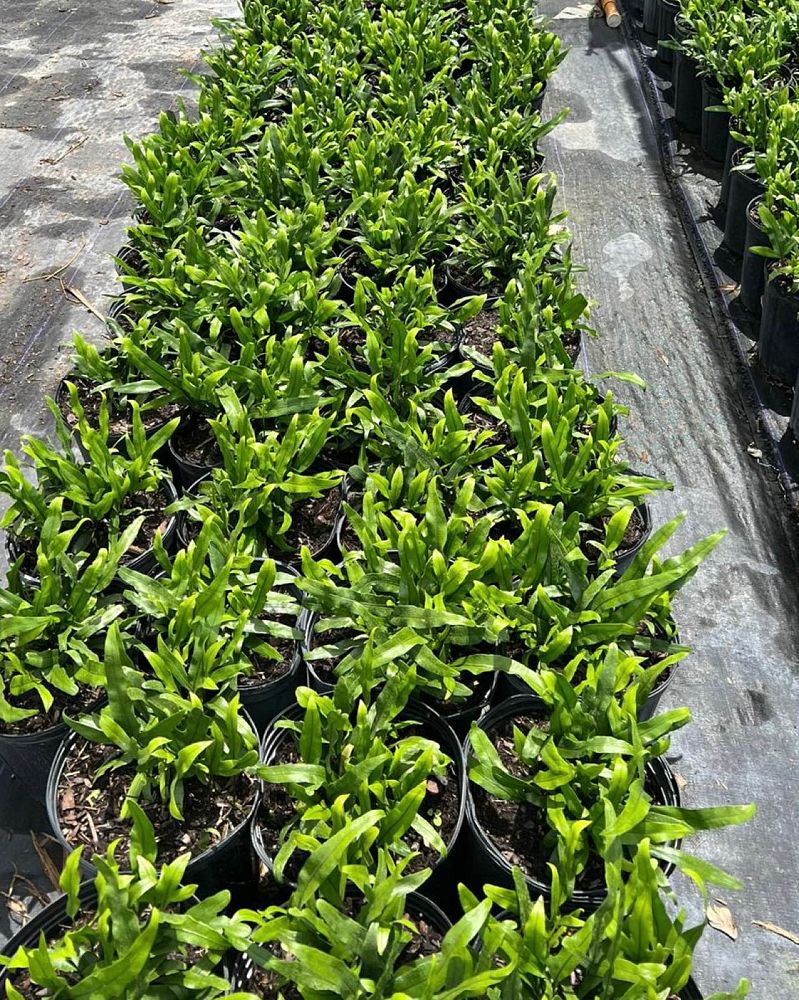 microsorum-scolopendria-green-wave-wart-fern-monarch-fern-microsorum-scolopendrium