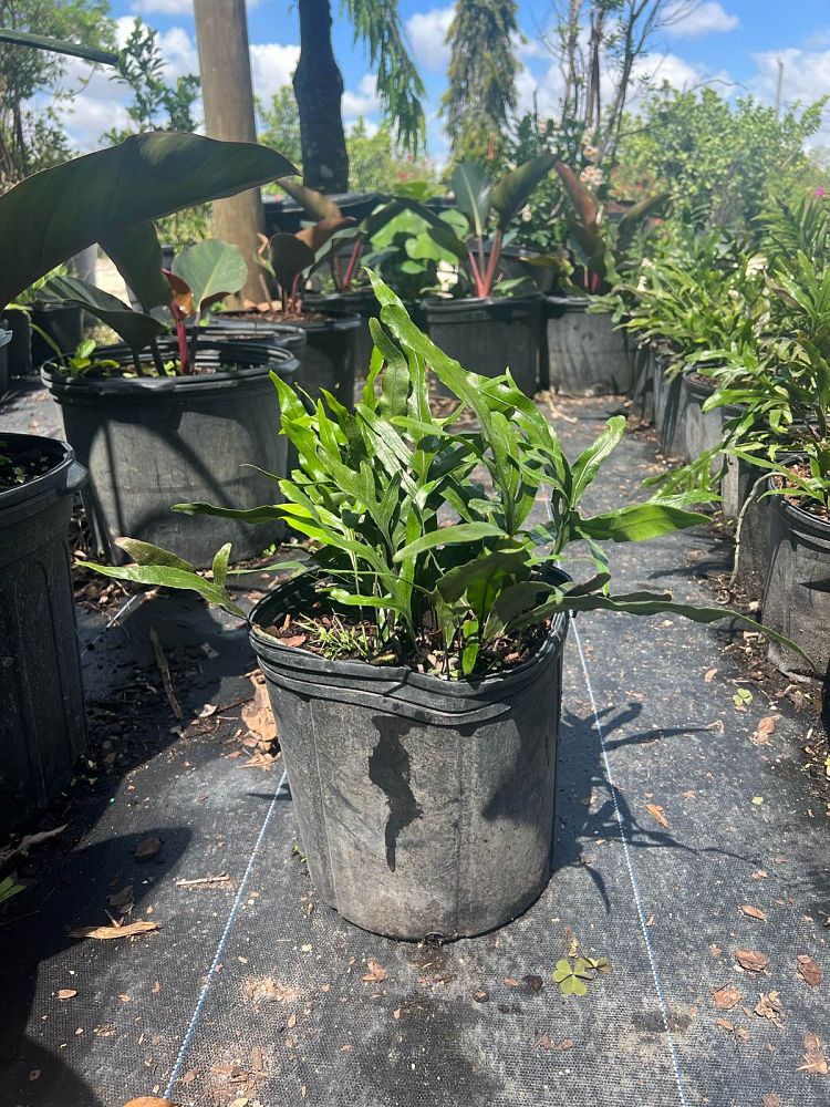 microsorum-scolopendria-green-wave-wart-fern-monarch-fern-microsorum-scolopendrium