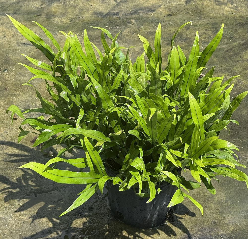 microsorum-scolopendria-green-wave-wart-fern-monarch-fern-microsorum-scolopendrium