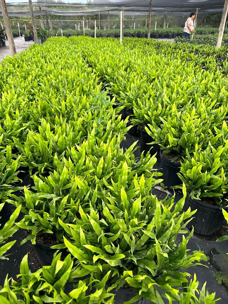 microsorum-scolopendria-lauae-iki-wart-fern-monarch-fern-microsorum-scolopendrium-hawaiian-dwarf-serpent-fern