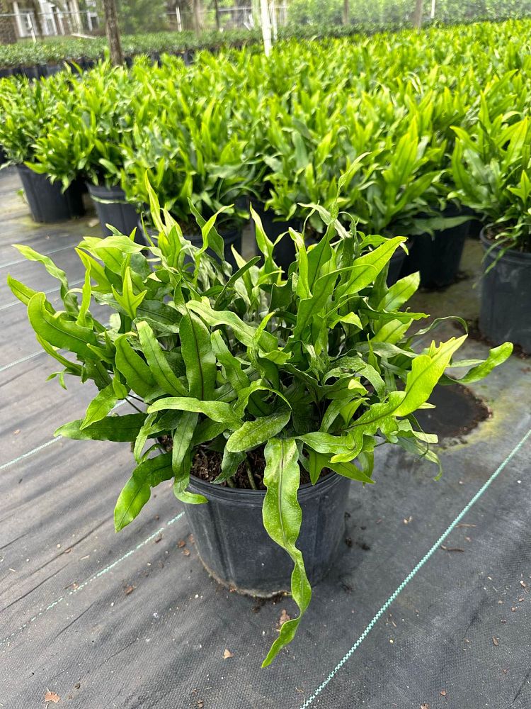 microsorum-scolopendria-lauae-iki-wart-fern-monarch-fern-microsorum-scolopendrium-hawaiian-dwarf-serpent-fern