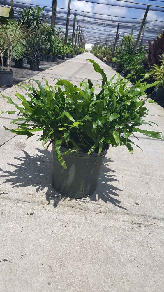 microsorum-scolopendrium-microsorum-scolopendria-wart-fern-monarch-fern