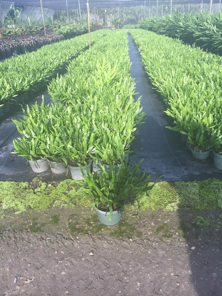 microsorum-scolopendrium-microsorum-scolopendria-wart-fern-monarch-fern
