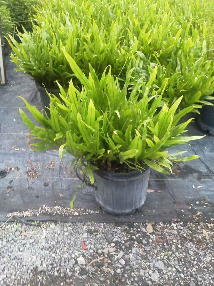 microsorum-scolopendrium-microsorum-scolopendria-wart-fern-monarch-fern