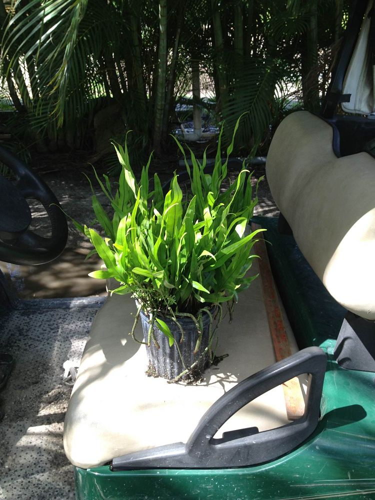 microsorum-scolopendrium-microsorum-scolopendria-wart-fern-monarch-fern