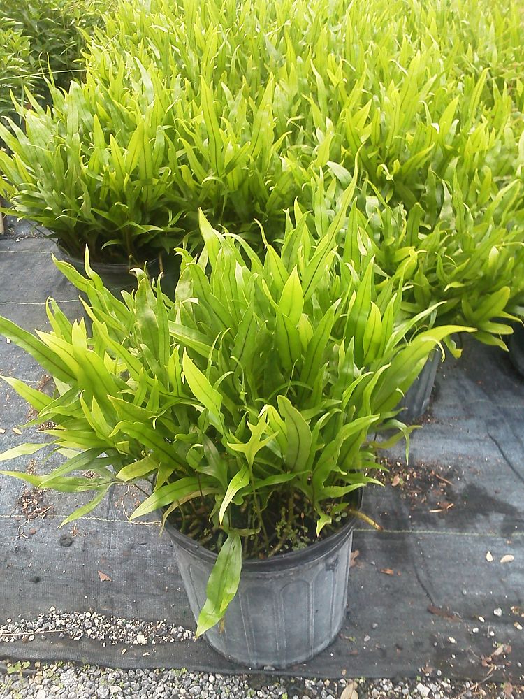 microsorum-scolopendrium-microsorum-scolopendria-wart-fern-monarch-fern