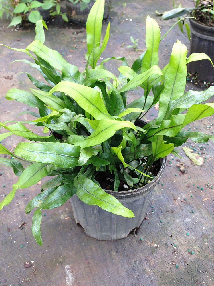 microsorum-scolopendrium-microsorum-scolopendria-wart-fern-monarch-fern