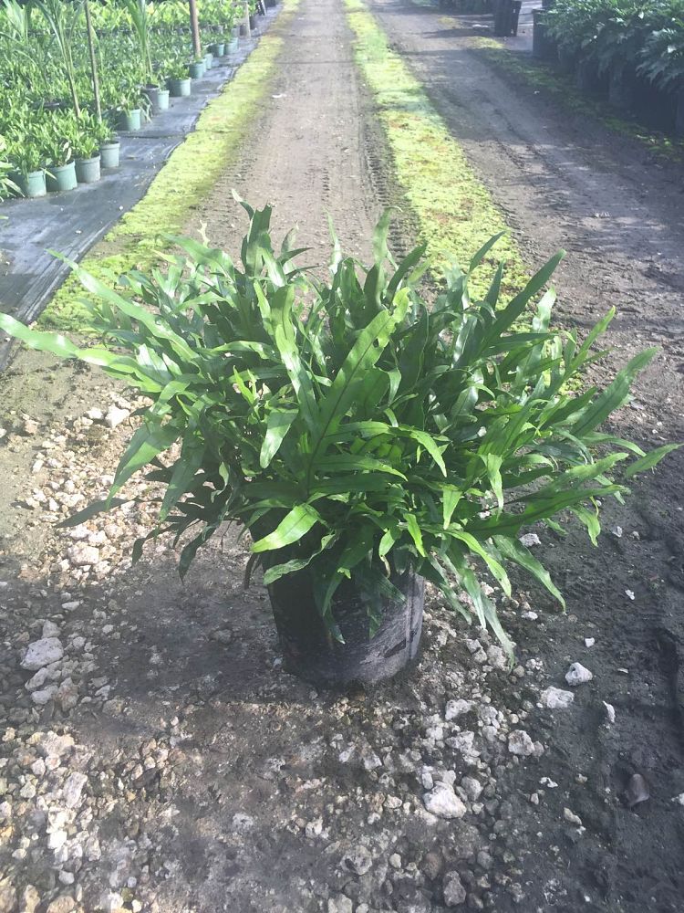 microsorum-scolopendrium-microsorum-scolopendria-wart-fern-monarch-fern