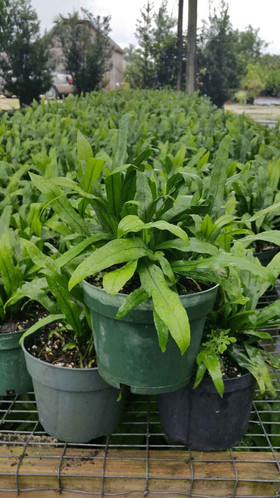 microsorum-scolopendrium-microsorum-scolopendria-wart-fern-monarch-fern