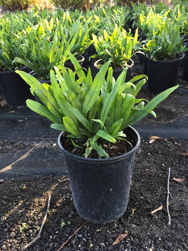 microsorum-scolopendrium-microsorum-scolopendria-wart-fern-monarch-fern