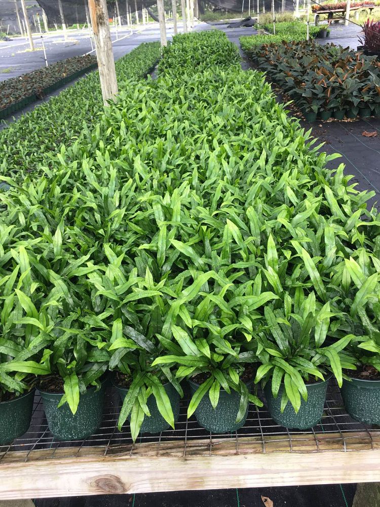 microsorum-scolopendrium-microsorum-scolopendria-wart-fern-monarch-fern