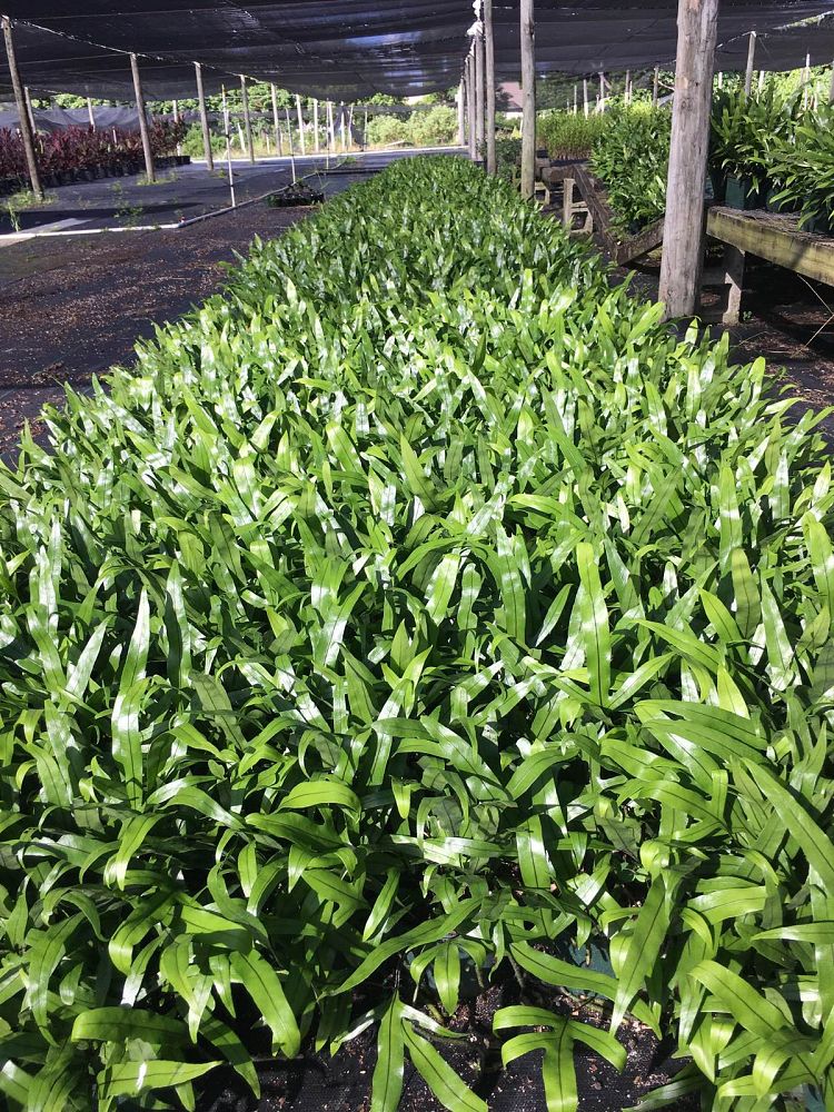microsorum-scolopendrium-microsorum-scolopendria-wart-fern-monarch-fern