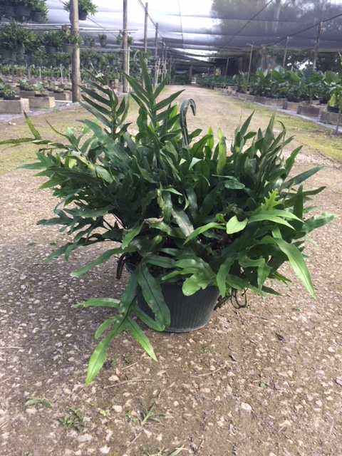 microsorum-scolopendrium-microsorum-scolopendria-wart-fern-monarch-fern