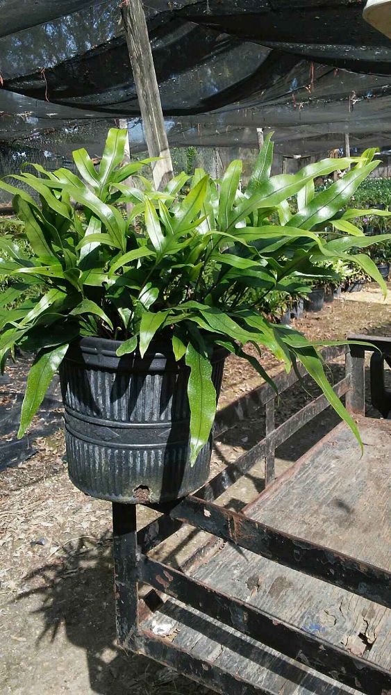 microsorum-scolopendrium-microsorum-scolopendria-wart-fern-monarch-fern
