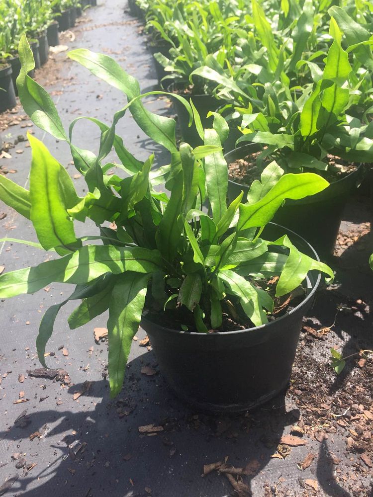 microsorum-scolopendrium-microsorum-scolopendria-wart-fern-monarch-fern