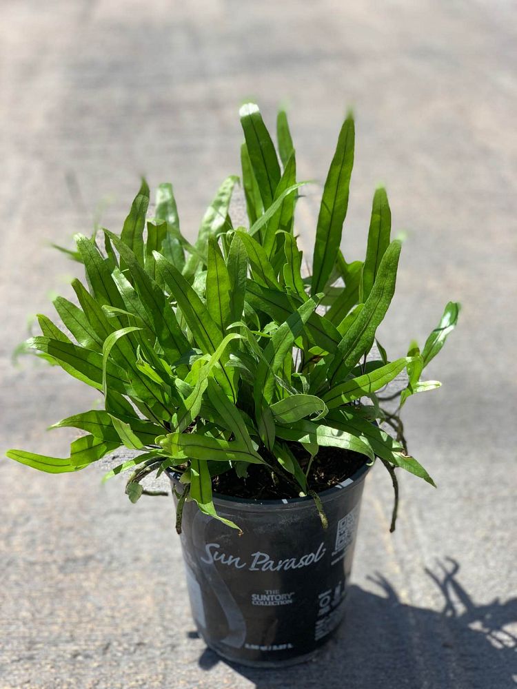 microsorum-scolopendrium-microsorum-scolopendria-wart-fern-monarch-fern