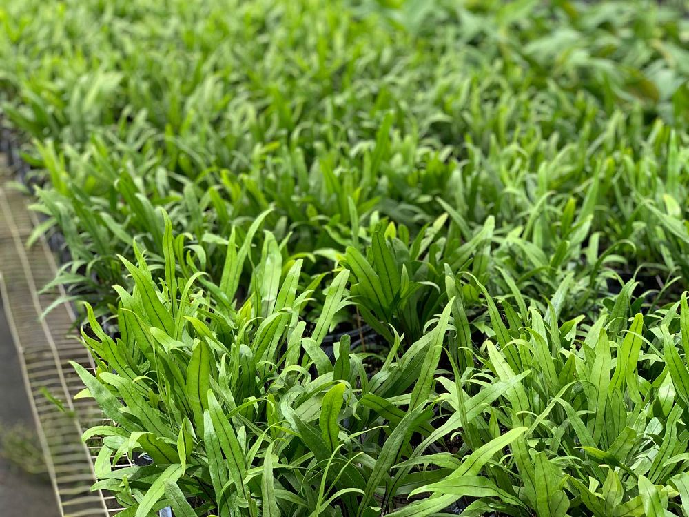 microsorum-scolopendrium-microsorum-scolopendria-wart-fern-monarch-fern