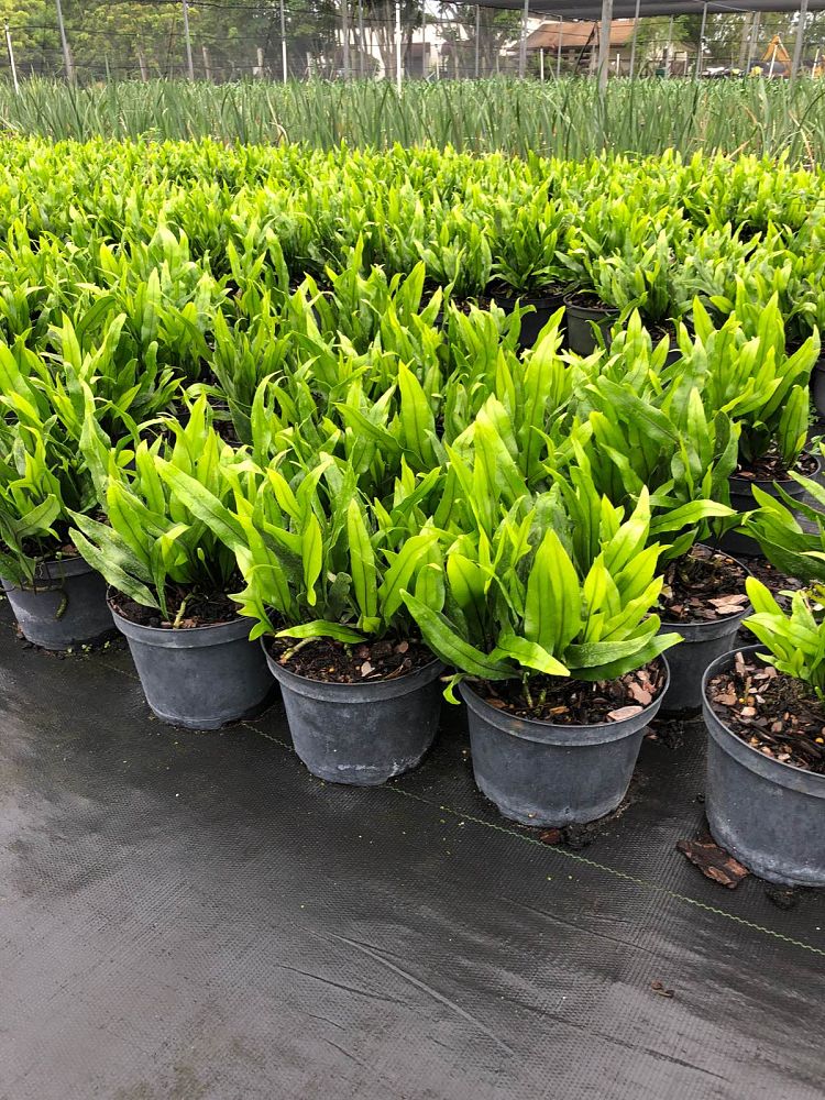 microsorum-scolopendrium-microsorum-scolopendria-wart-fern-monarch-fern