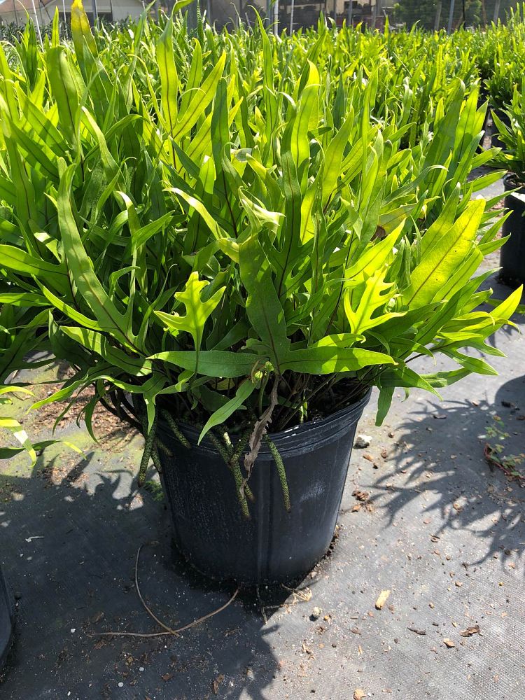 microsorum-scolopendrium-microsorum-scolopendria-wart-fern-monarch-fern