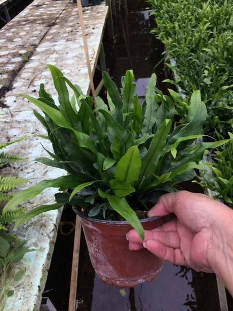 microsorum-scolopendrium-microsorum-scolopendria-wart-fern-monarch-fern