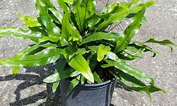 microsorum-scolopendrium-microsorum-scolopendria-wart-fern-monarch-fern