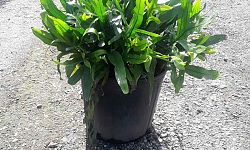 microsorum-scolopendrium-microsorum-scolopendria-wart-fern-monarch-fern