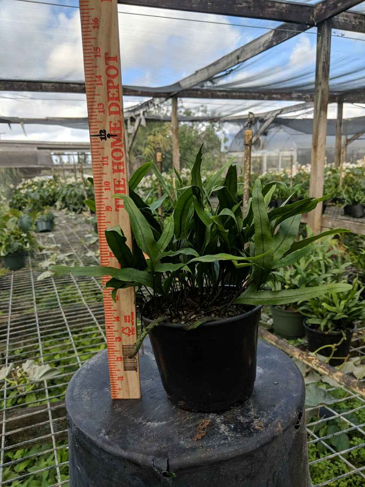 microsorum-scolopendrium-microsorum-scolopendria-wart-fern-monarch-fern