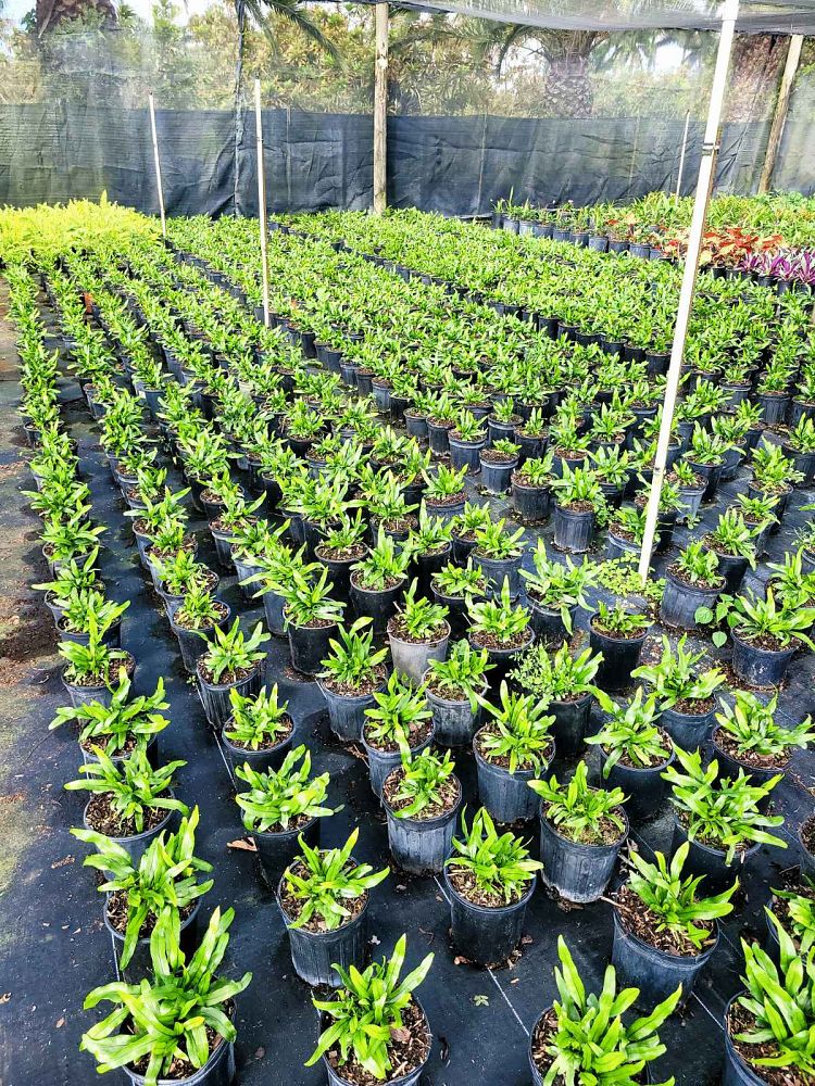 microsorum-scolopendrium-microsorum-scolopendria-wart-fern-monarch-fern