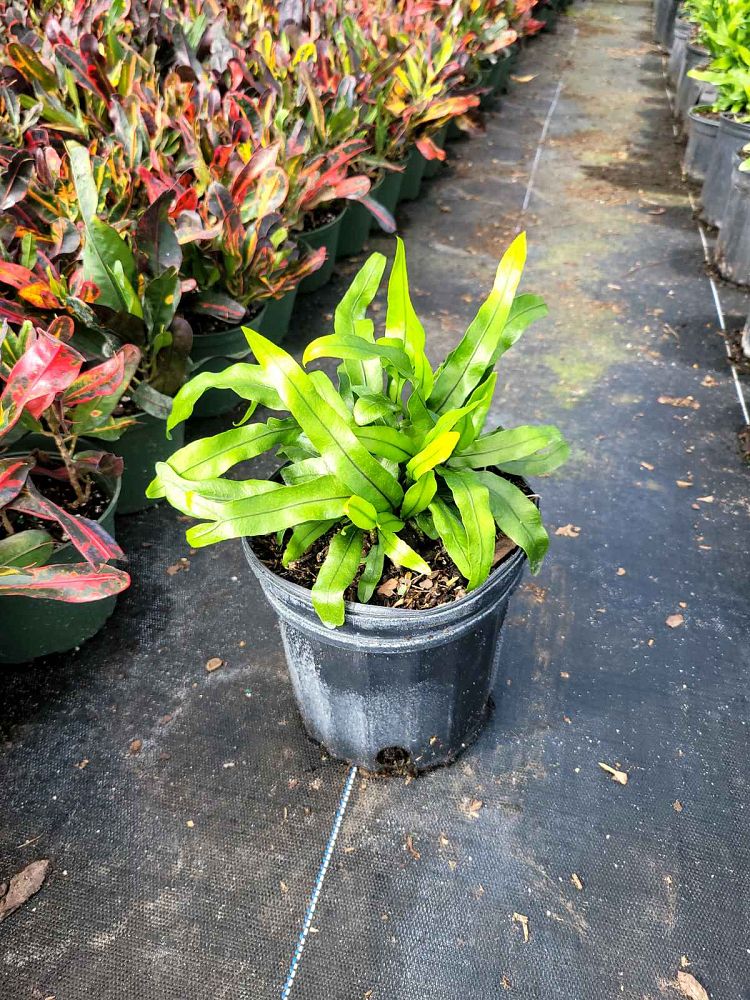 microsorum-scolopendrium-microsorum-scolopendria-wart-fern-monarch-fern