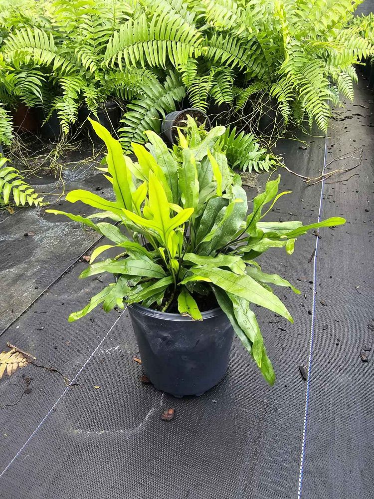 microsorum-scolopendrium-microsorum-scolopendria-wart-fern-monarch-fern