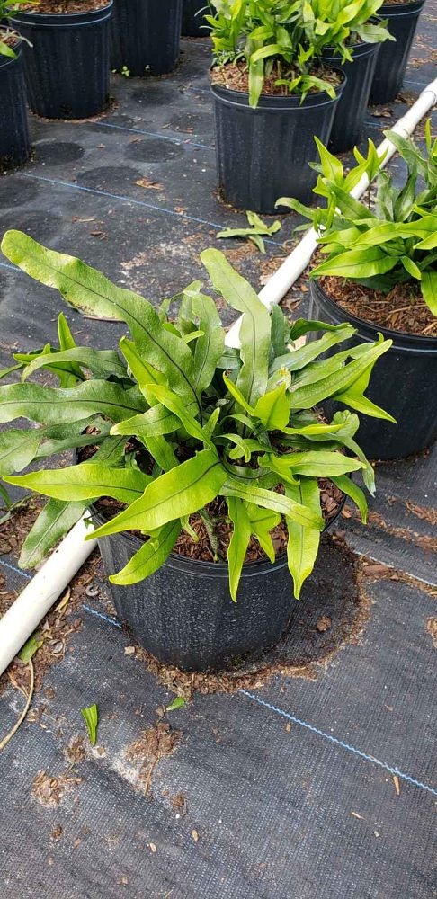 microsorum-scolopendrium-microsorum-scolopendria-wart-fern-monarch-fern