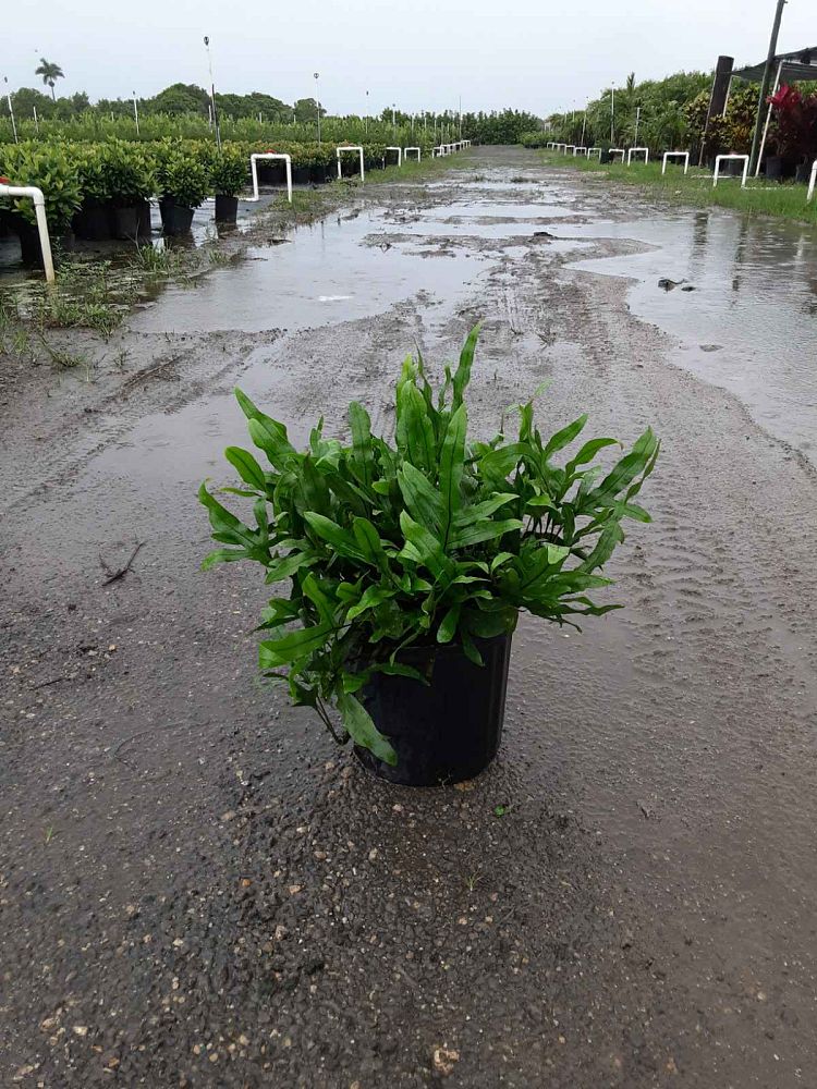 microsorum-scolopendrium-microsorum-scolopendria-wart-fern-monarch-fern