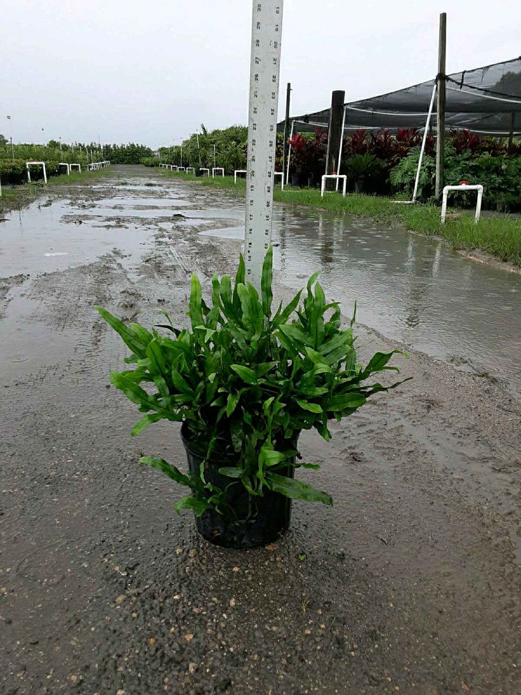 microsorum-scolopendrium-microsorum-scolopendria-wart-fern-monarch-fern