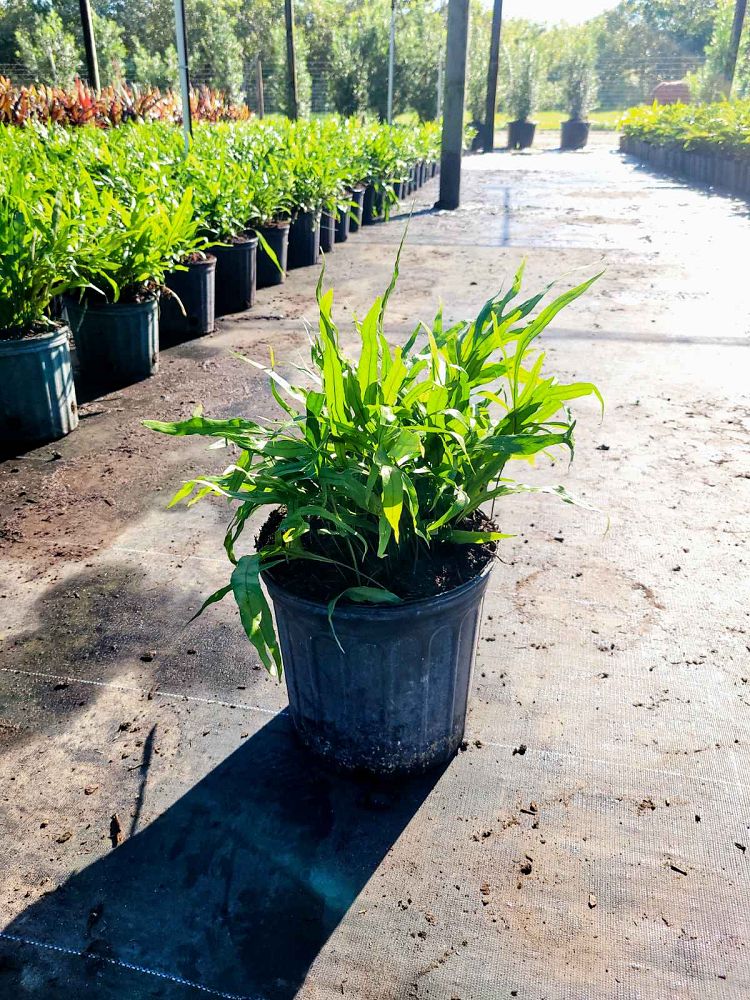 microsorum-scolopendrium-microsorum-scolopendria-wart-fern-monarch-fern